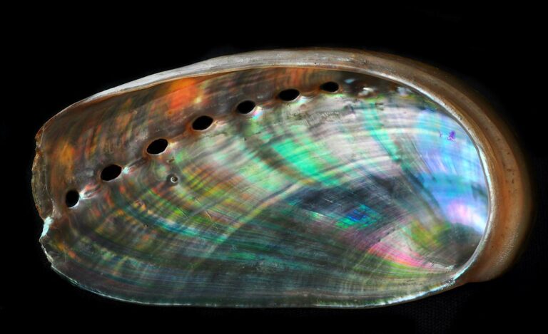 Abalone Shell