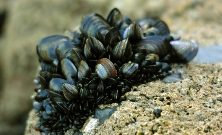 Mussels