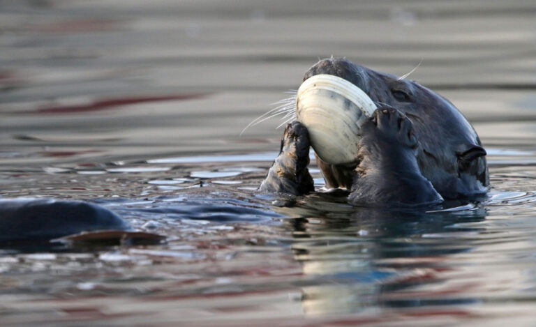 Sea Otter