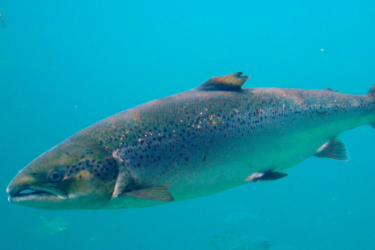 Atlantic Salmon. Discernible from Pacific species by black spots on the gills