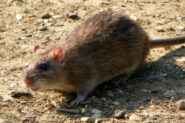 Brown rat, Norway rat, or common rat