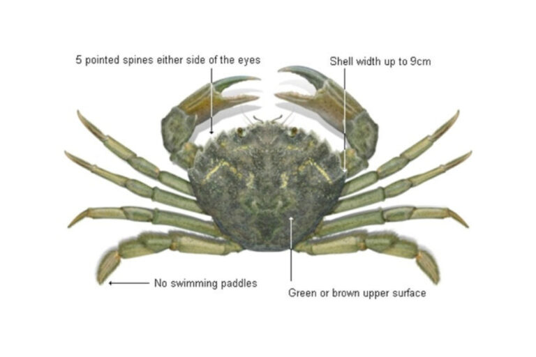 European Green Crab and its identification markers