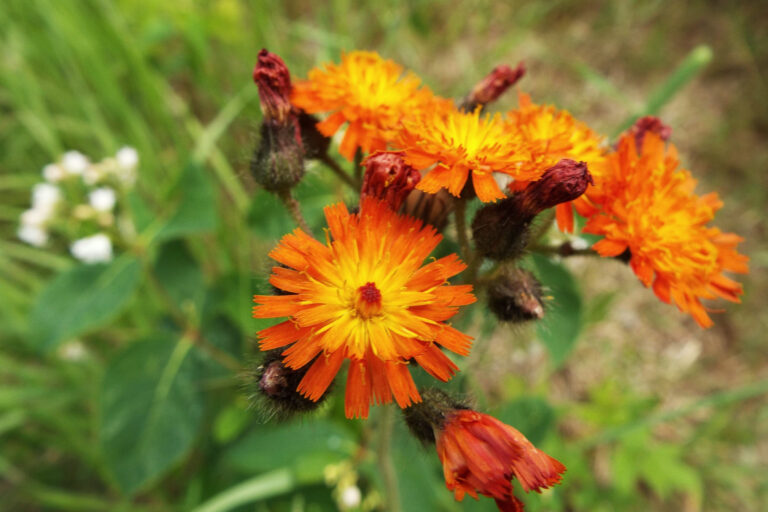 Orange Hawkweed