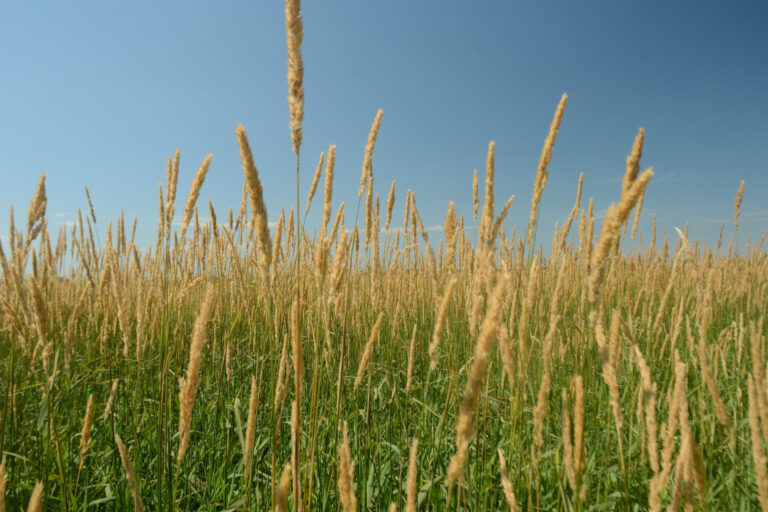 Reed Canary Grass