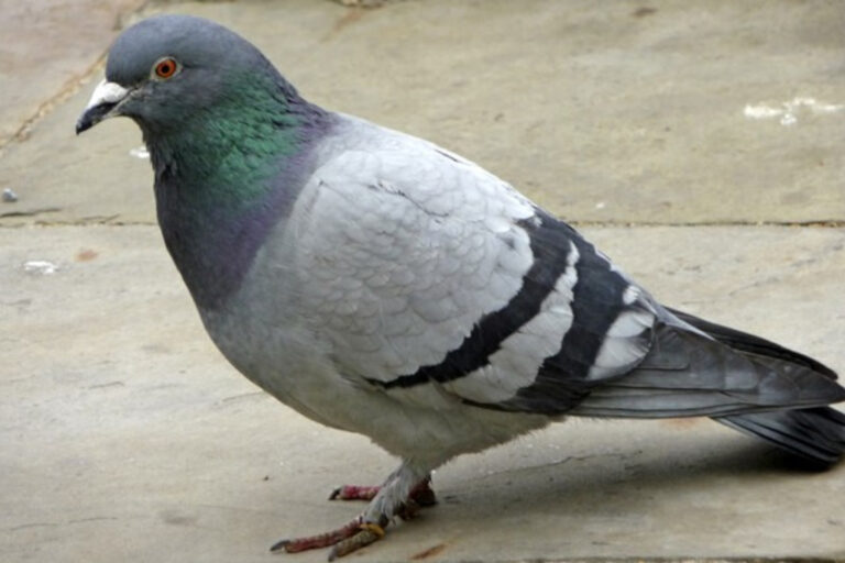 Rock dove, or common pigeon