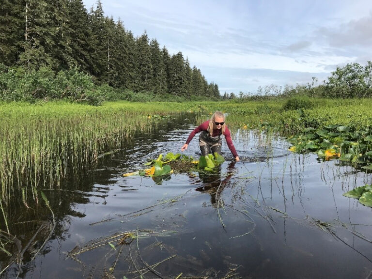 Each year the local Forest Service creates a path through dense vegetation in Tawah Creek to allow Sockeye to reach Summit Lake for spawning.